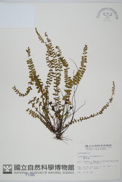 鐵角蕨藏品圖，第1張