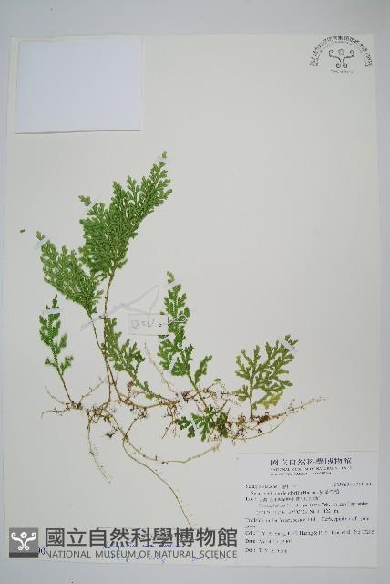 密葉卷柏藏品圖，第1張