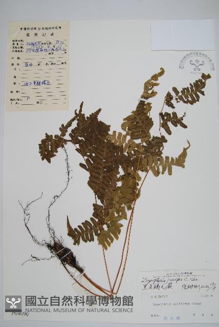 黑足鱗毛蕨藏品圖，第1張