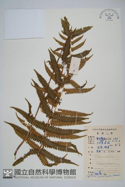 密毛毛蕨藏品圖，第1張