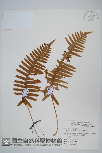 臺灣水龍骨藏品圖，第1張