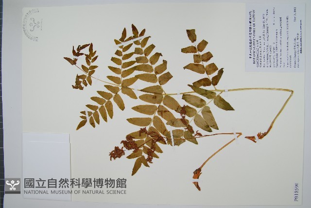 紫萁藏品圖，第1張