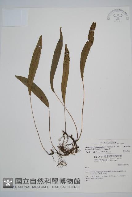 單葉雙蓋蕨藏品圖，第1張