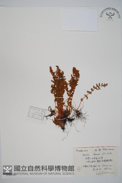 岩蕨藏品圖，第1張