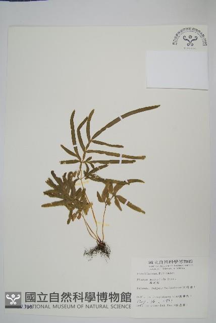 鳳尾蕨藏品圖，第1張