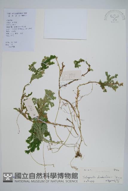 生根卷柏藏品圖，第1張