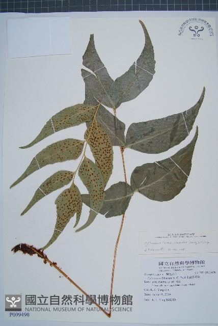 披針貫眾蕨藏品圖，第1張