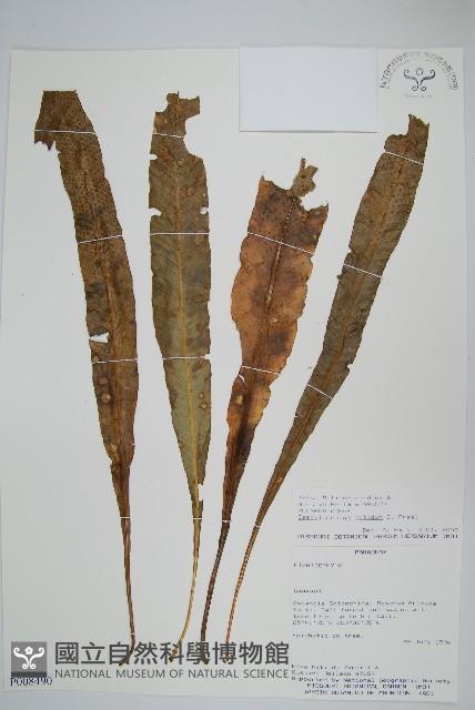 登錄號:P008490藏品圖，第1張