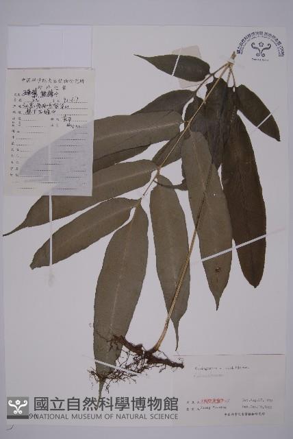 Accession Number:P003390 Collection Image, Figure 1, Total 8 Figures