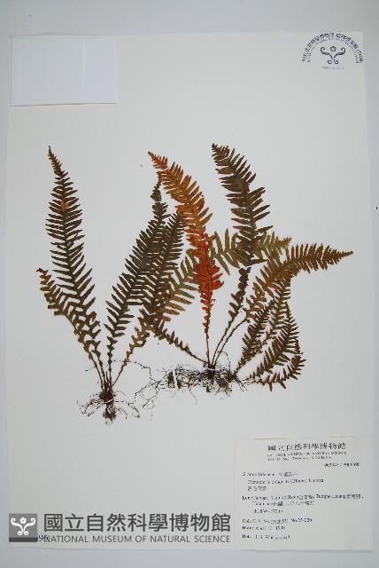 密毛蒿蕨藏品圖，第1張