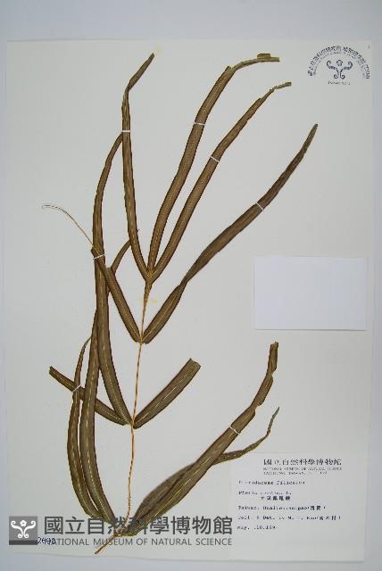 大葉鳳尾蕨藏品圖，第1張