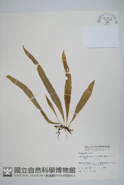 玉山瓦葦藏品圖，第1張