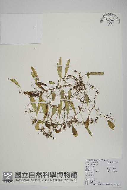 抱石蓮藏品圖，第1張