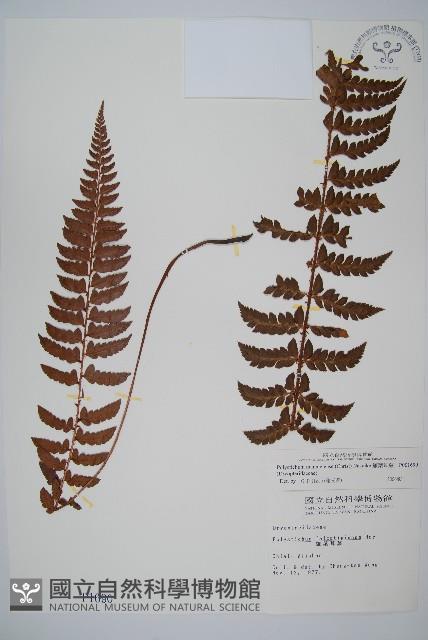 鐮葉耳蕨藏品圖，第1張