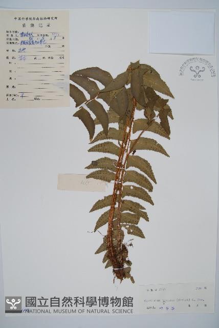 鐮羽貫眾藏品圖，第1張