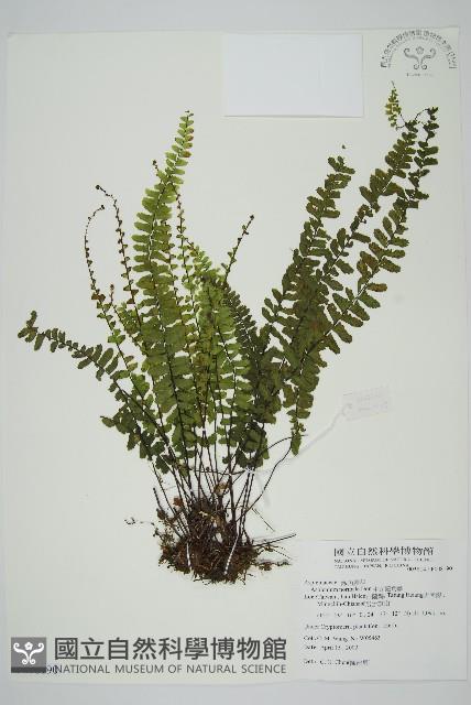 生芽鐵角蕨藏品圖，第1張