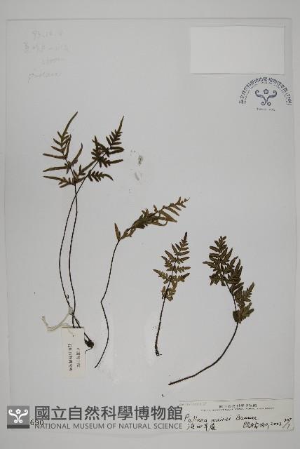 滇西旱蕨藏品圖，第1張