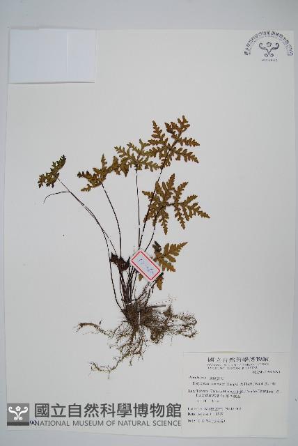 黑心蕨藏品圖，第1張