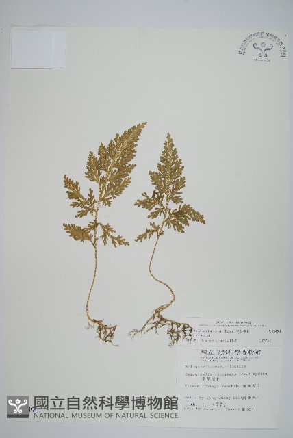 異葉卷柏藏品圖，第1張