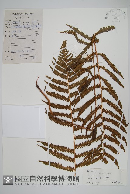 登錄號:P010490藏品圖，第1張