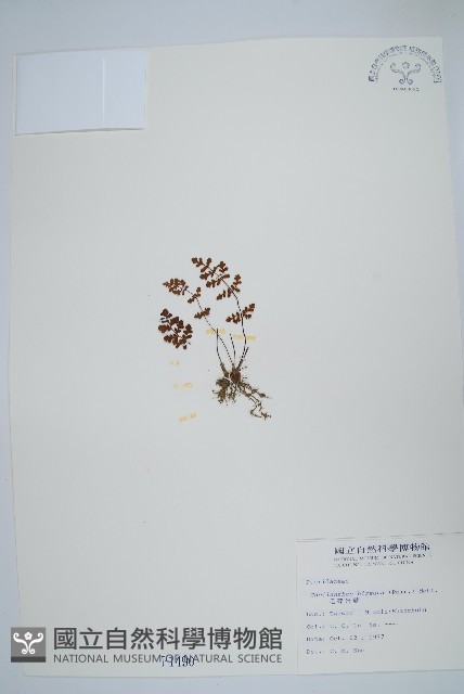 毛碎米蕨藏品圖，第1張