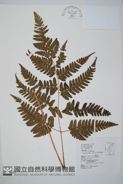 臺東鱗毛蕨藏品圖，第1張