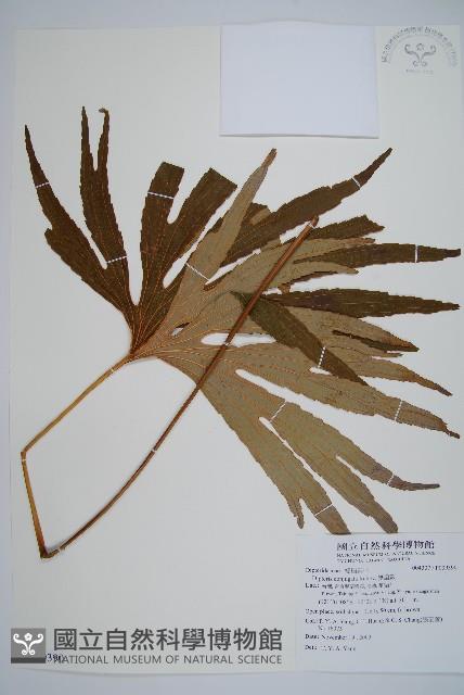 雙扇蕨藏品圖，第1張