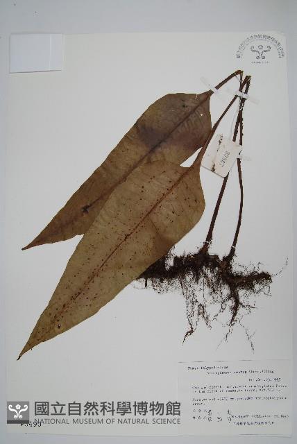 盾蕨藏品圖，第1張