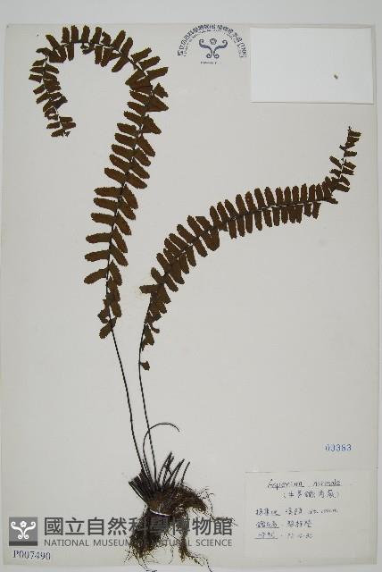 生芽鐵角蕨藏品圖，第1張