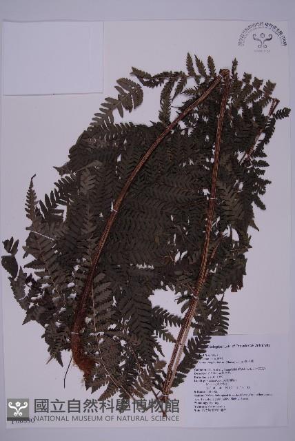 肋毛蕨藏品圖，第1張