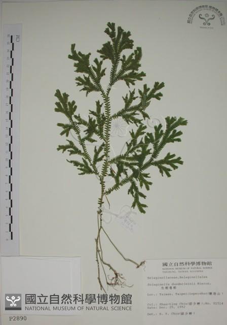 生根卷柏藏品圖，第1張