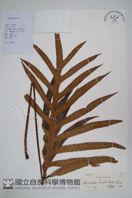 雙葉密網蕨藏品圖，第1張