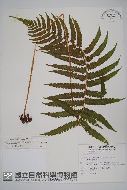 密毛毛蕨藏品圖，第1張