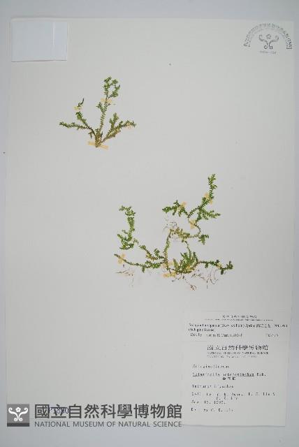 高雄卷柏藏品圖，第1張