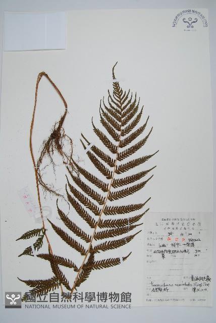 普通假毛蕨藏品圖，第1張