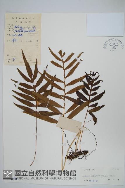 橢圓線蕨藏品圖，第1張