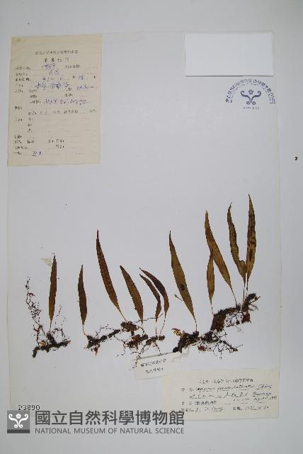 登錄號:P003890藏品圖，第1張