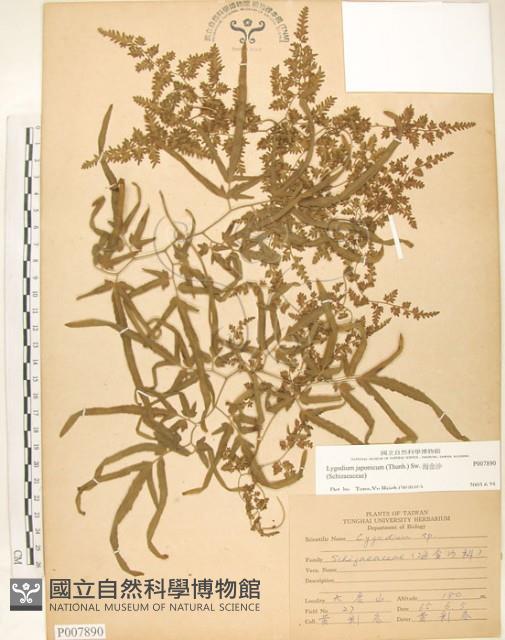 海金沙藏品圖，第1張