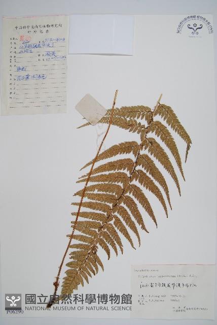 馬祖耳蕨藏品圖，第1張