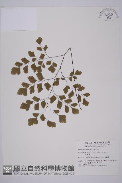 鐵線蕨藏品圖，第1張