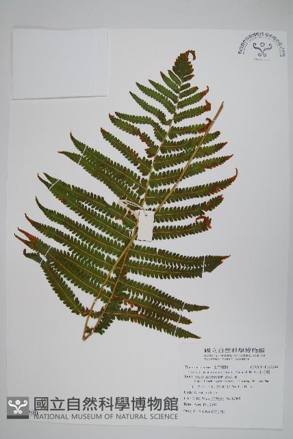 密毛毛蕨藏品圖，第1張