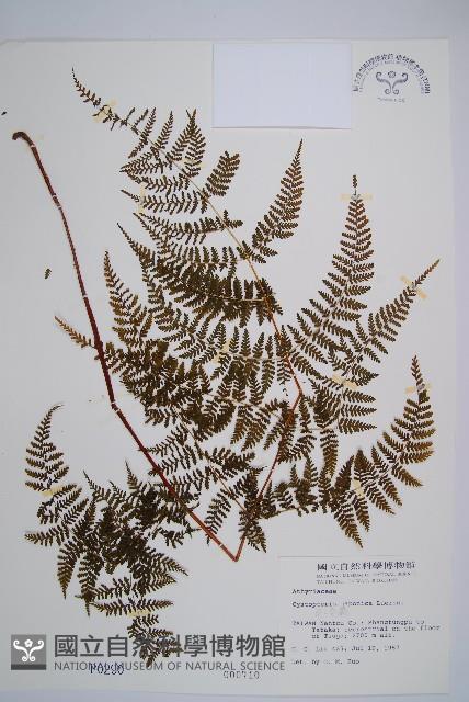 毛冷蕨藏品圖，第1張