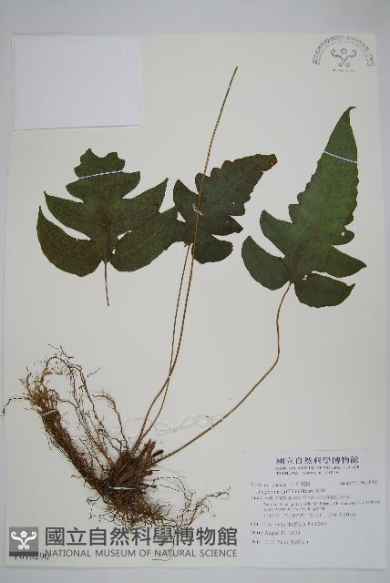 聖蕨藏品圖，第1張