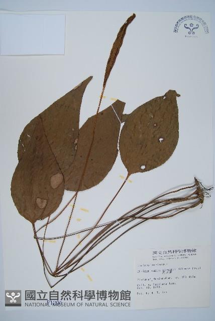 燕尾蕨藏品圖，第1張