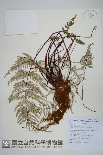 深山粉背蕨藏品圖，第1張