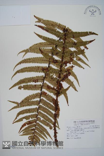 瓦氏鱗毛蕨藏品圖，第1張