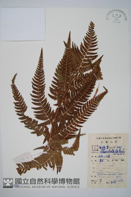 太平鱗毛蕨藏品圖，第1張
