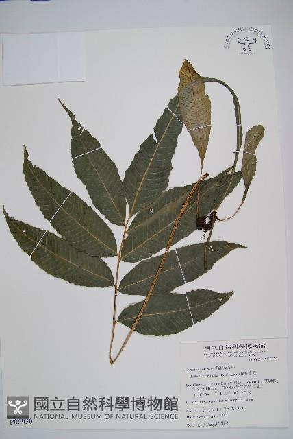 尾葉實蕨藏品圖，第1張