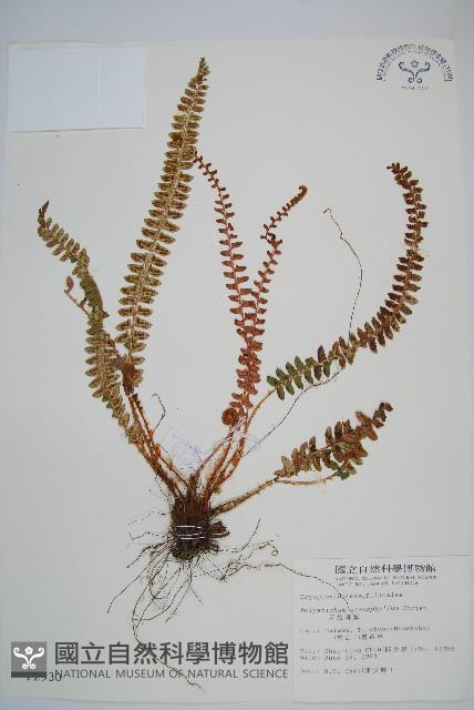 芽胞耳蕨、芽孢耳蕨藏品圖，第1張