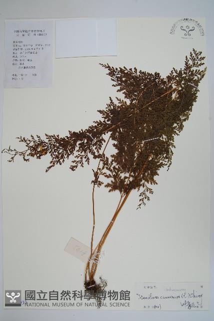 烏蕨藏品圖，第1張